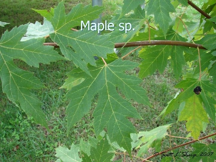 Maple sp. 