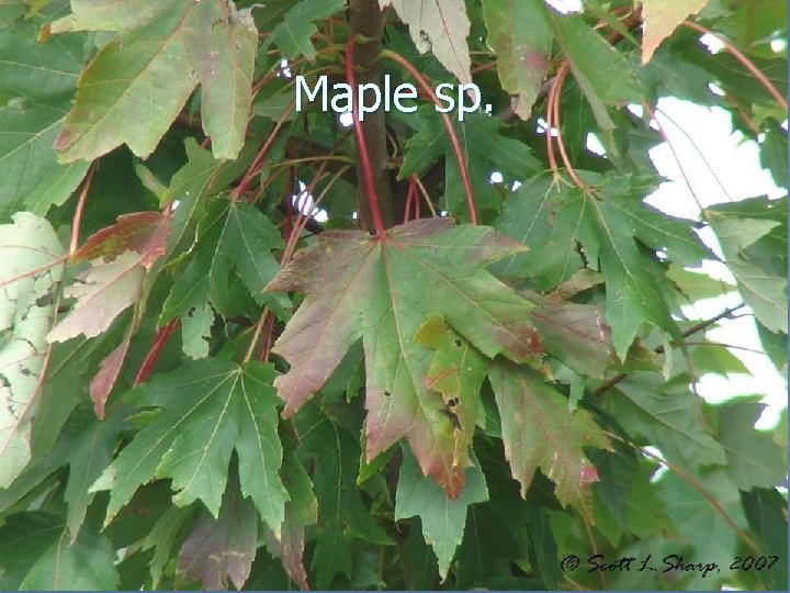 Maple sp. 