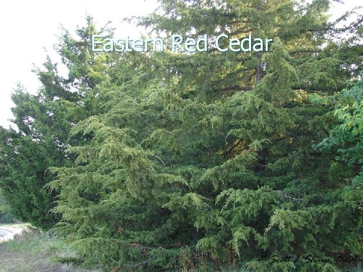 Eastern Red Cedar 