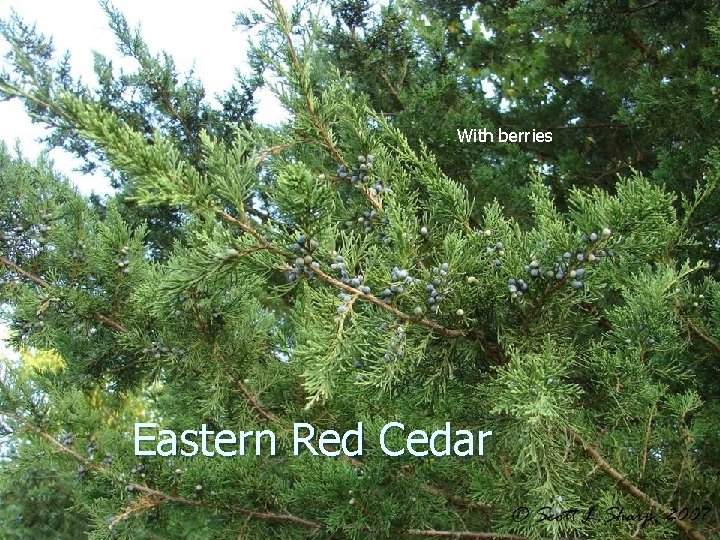 With berries Eastern Red Cedar 