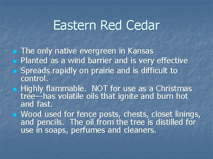 Eastern Red Cedar n n n The only native evergreen in Kansas Planted as
