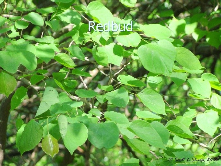 Redbud 