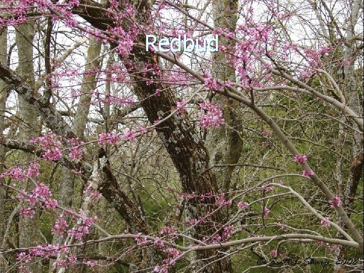 Redbud 