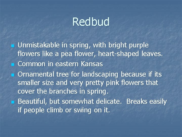 Redbud n n Unmistakable in spring, with bright purple flowers like a pea flower,