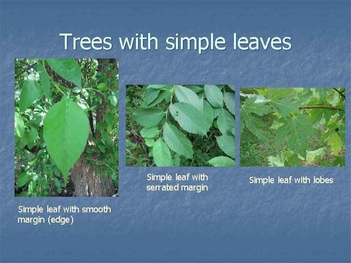 Trees with simple leaves Simple leaf with serrated margin Simple leaf with smooth margin