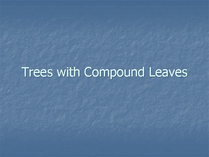 Trees with Compound Leaves 