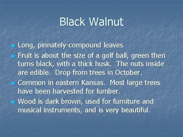 Black Walnut n n Long, pinnately-compound leaves Fruit is about the size of a