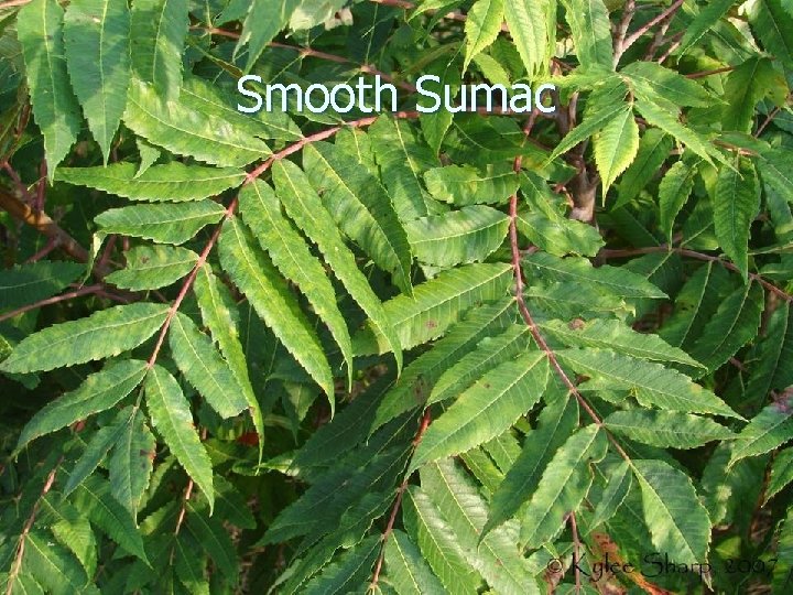 Smooth Sumac 