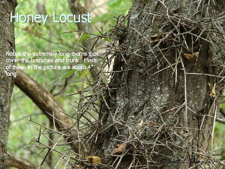 Honey Locust Notice the extremely long thorns that cover the branches and trunk. Most