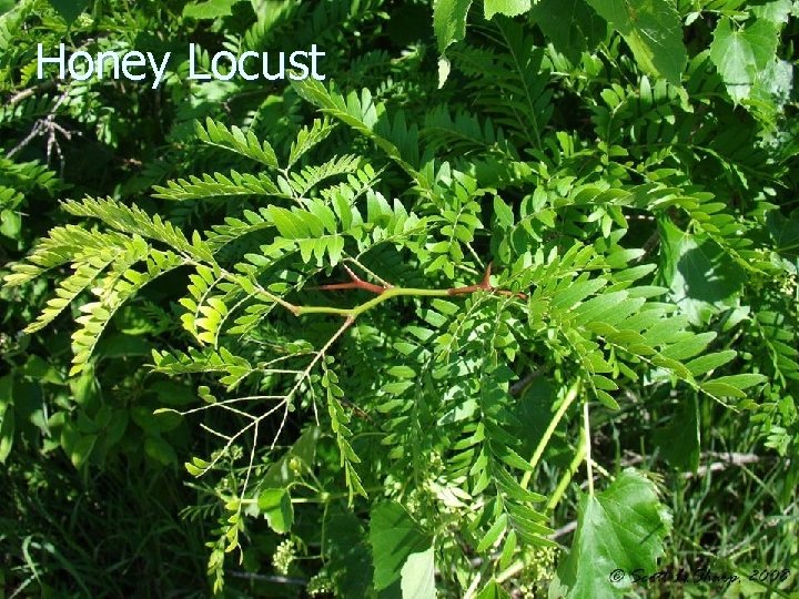 Honey Locust 