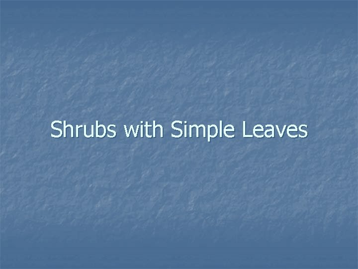 Shrubs with Simple Leaves 