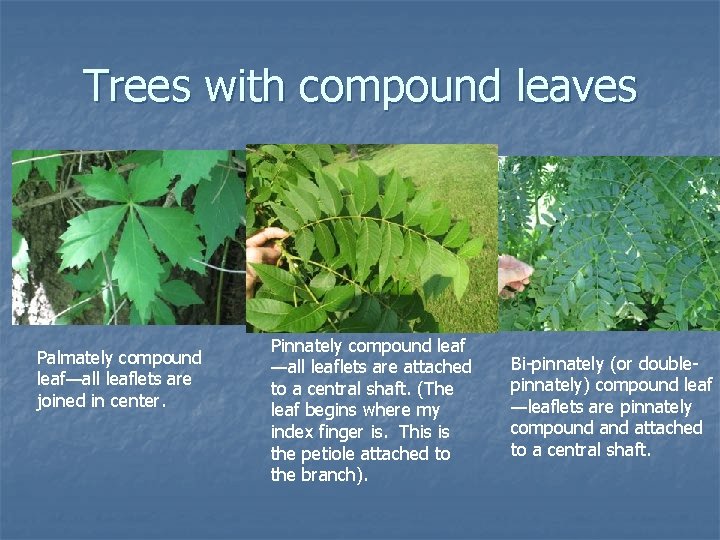 Trees with compound leaves Palmately compound leaf—all leaflets are joined in center. Pinnately compound