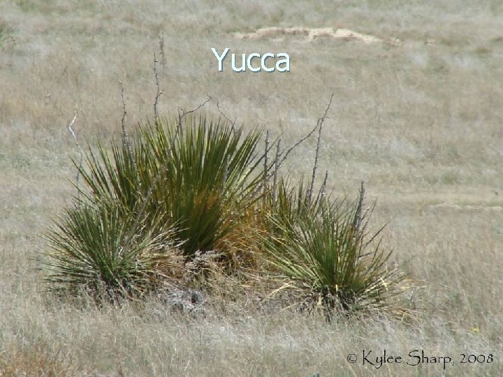 Yucca 