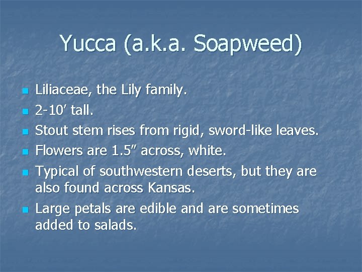 Yucca (a. k. a. Soapweed) n n n Liliaceae, the Lily family. 2 -10’