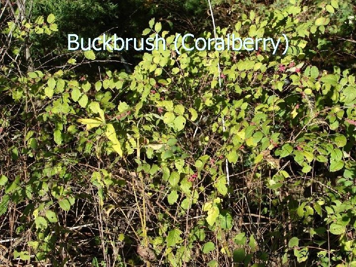 Buckbrush (Coralberry) 