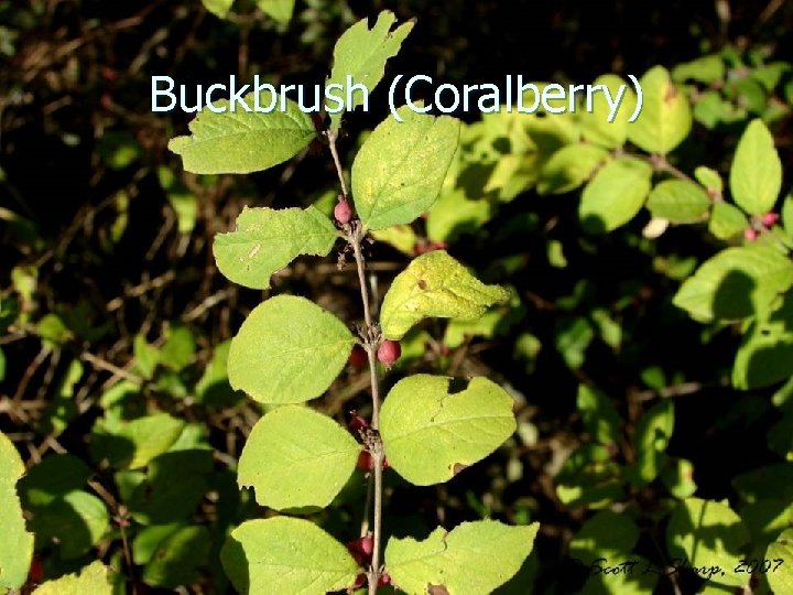 Buckbrush (Coralberry) 
