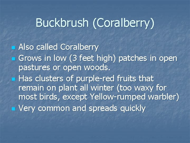 Buckbrush (Coralberry) n n Also called Coralberry Grows in low (3 feet high) patches