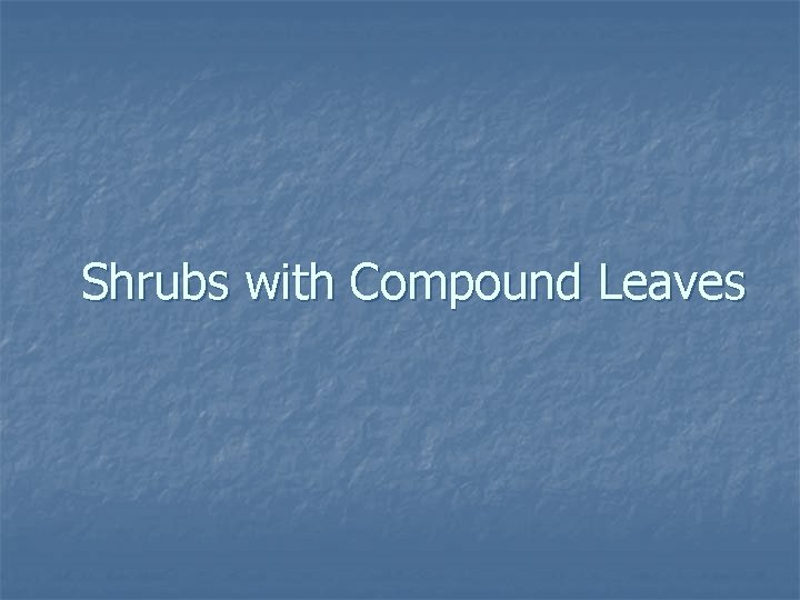 Shrubs with Compound Leaves 