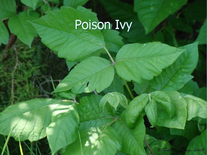 Poison Ivy 