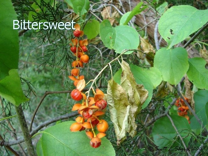 Bittersweet 
