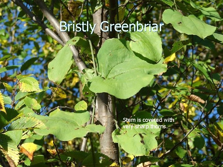 Bristly Greenbriar Stem is covered with very sharp thorns. 