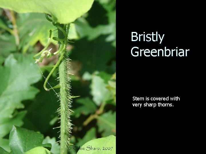 Bristly Greenbriar Stem is covered with very sharp thorns. 