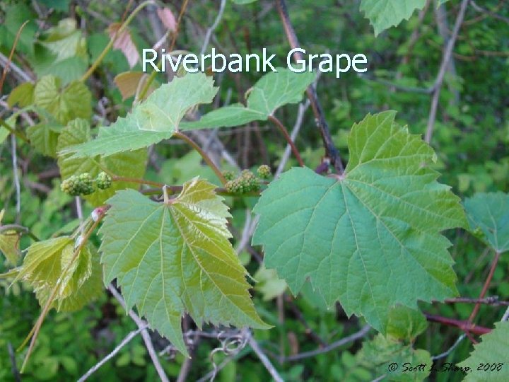 Riverbank Grape 