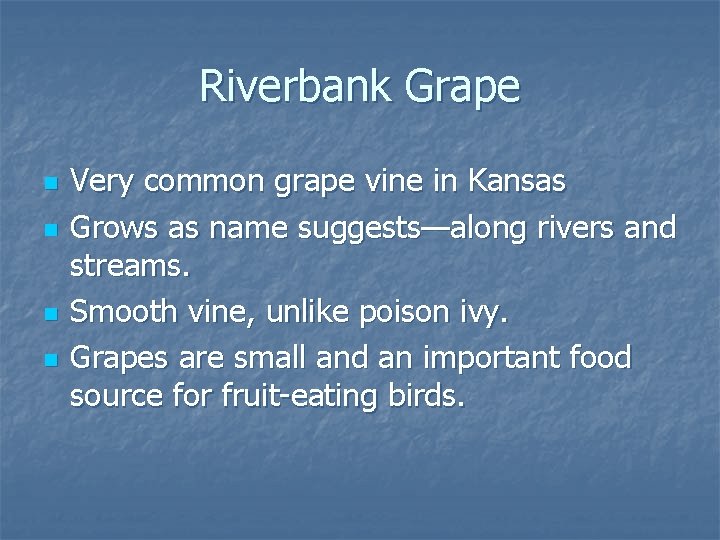 Riverbank Grape n n Very common grape vine in Kansas Grows as name suggests—along