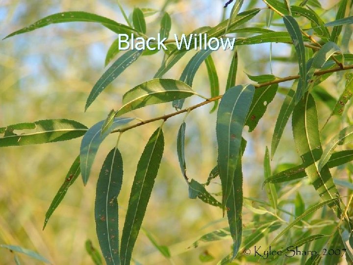 Black Willow 