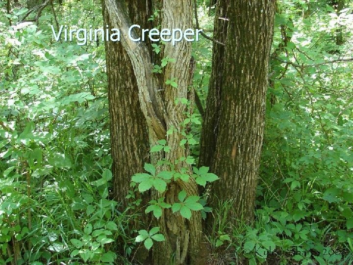 Virginia Creeper 