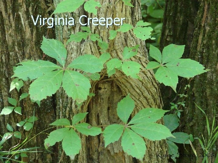 Virginia Creeper 