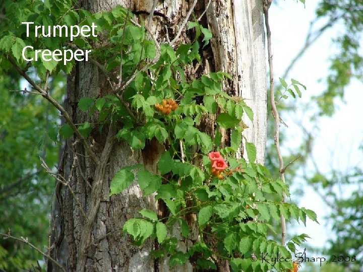Trumpet Creeper 