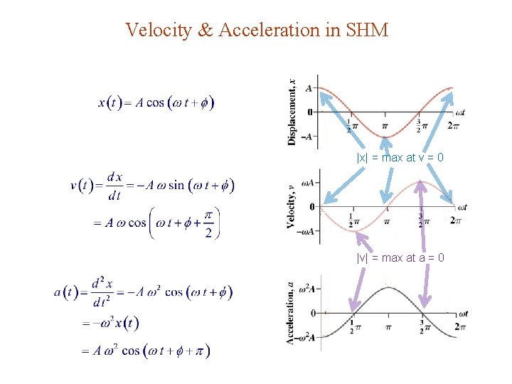 Velocity & Acceleration in SHM |x| = max at v = 0 |v| =