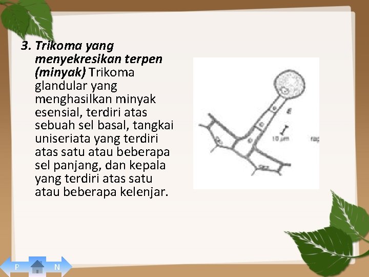 3. Trikoma yang menyekresikan terpen (minyak) Trikoma glandular yang menghasilkan minyak esensial, terdiri atas