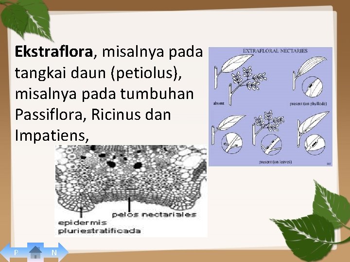 Ekstraflora, misalnya pada tangkai daun (petiolus), misalnya pada tumbuhan Passiflora, Ricinus dan Impatiens, P