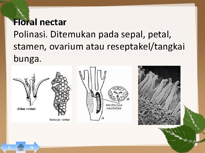 Floral nectar Polinasi. Ditemukan pada sepal, petal, stamen, ovarium atau reseptakel/tangkai bunga. P N