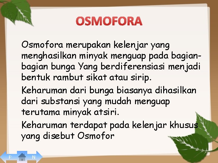 OSMOFORA Osmofora merupakan kelenjar yang menghasilkan minyak menguap pada bagian bunga Yang berdiferensiasi menjadi