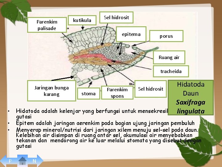 Parenkim palisade kutikula Sel hidrosit epitema porus Ruang air tracheida Hidatoda stoma Daun Saxifraga