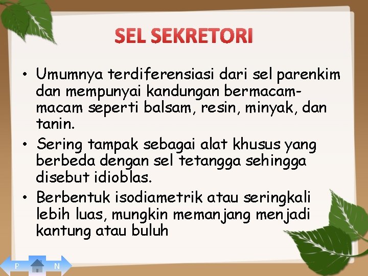 SEL SEKRETORI • Umumnya terdiferensiasi dari sel parenkim dan mempunyai kandungan bermacam seperti balsam,