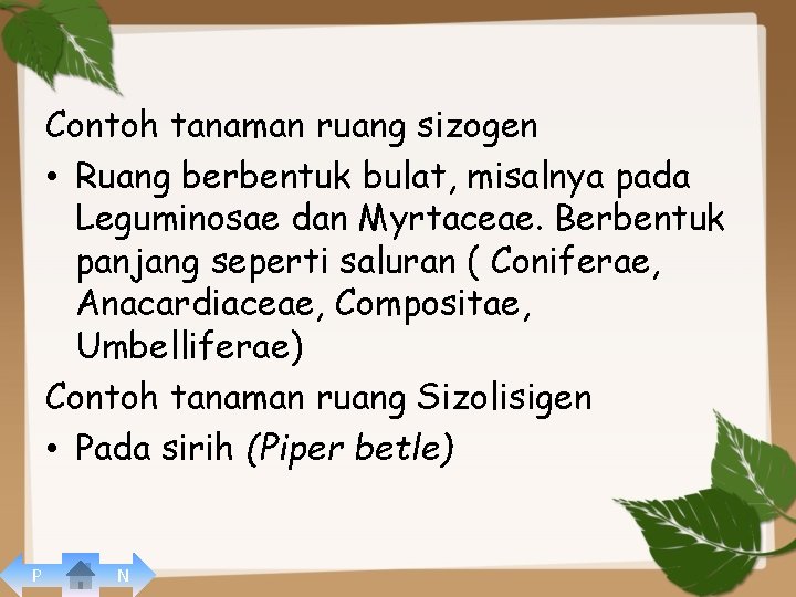 Contoh tanaman ruang sizogen • Ruang berbentuk bulat, misalnya pada Leguminosae dan Myrtaceae. Berbentuk