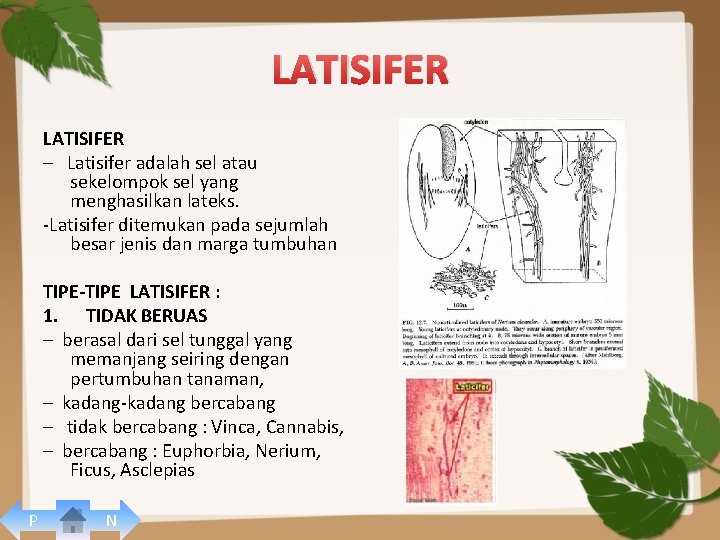 LATISIFER – Latisifer adalah sel atau sekelompok sel yang menghasilkan lateks. -Latisifer ditemukan pada