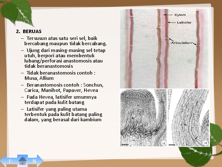 2. BERUAS – Tersusun atas satu seri sel, baik bercabang maupun tidak bercabang. –