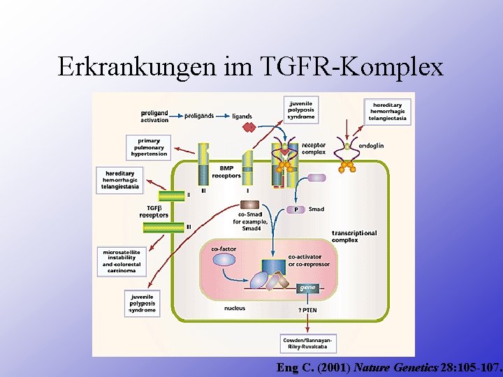 Erkrankungen im TGFR-Komplex Eng C. (2001) Nature Genetics 28: 105 -107. 