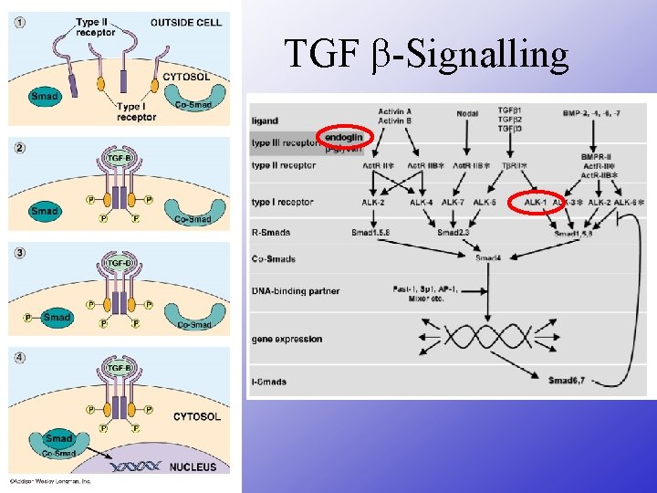 TGF -Signalling 