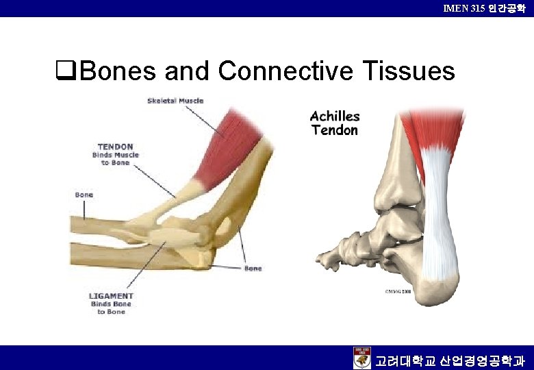 IMEN 315 인간공학 q. Bones and Connective Tissues 고려대학교 산업경영공학과 