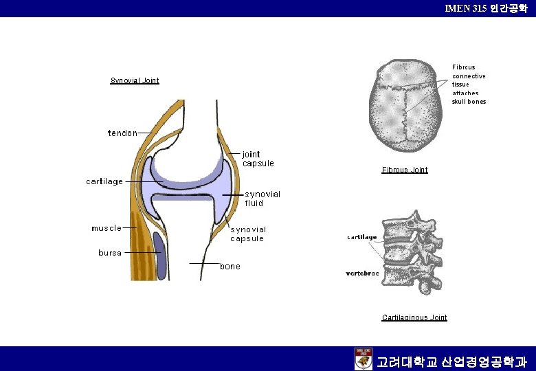 IMEN 315 인간공학 Synovial Joint Fibrous Joint Cartilaginous Joint 고려대학교 산업경영공학과 