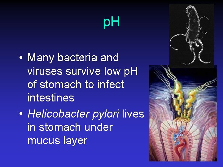 p. H • Many bacteria and viruses survive low p. H of stomach to