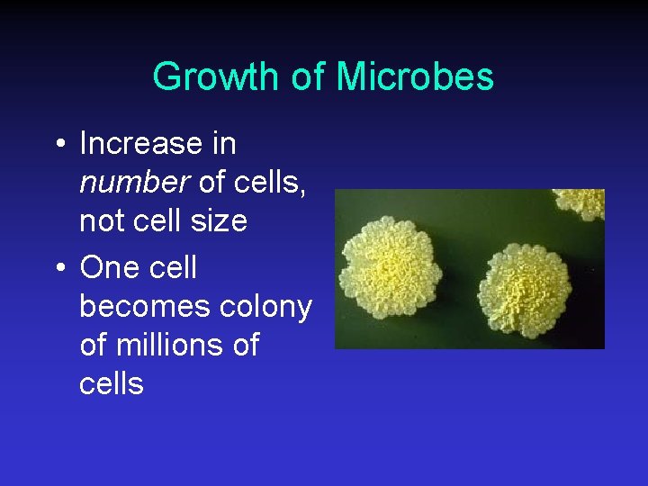 Growth of Microbes • Increase in number of cells, not cell size • One