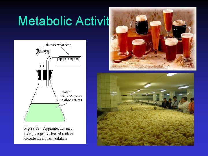 Metabolic Activity 