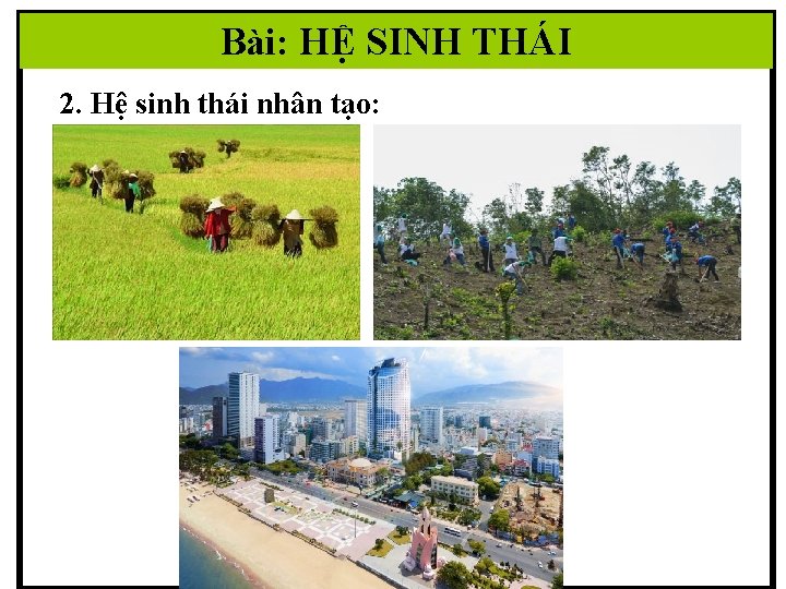 Bài: HỆ SINH THÁI 2. Hệ sinh thái nhân tạo: 